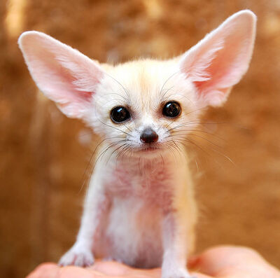 Fennec1