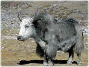 Yak 