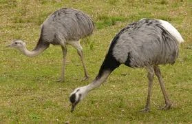 Ñandu común | Wiki ACAM | Fandom