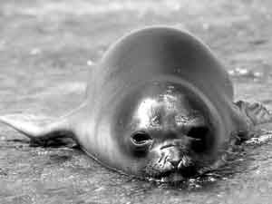 Foca monje caribe.jpg