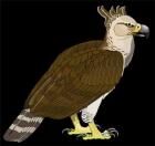 Aguila de haast.jpg