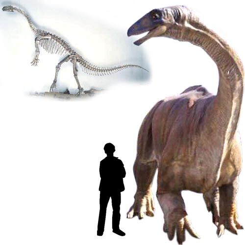 Riojasaurus.jpg