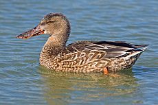230px-Northern Shoveler (Female).jpg