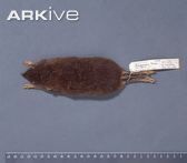 Dorsal-view-of-a-male-Mindanao-gymnure-skin-specimen.jpg