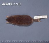 Dorsal-view-of-a-male-Mindanao-gymnure-skin-specimen