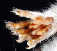 Pereffoot.jpg (43 kB)