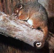 Urimbirra-april-07-08-029.jpg (137 kB)