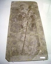 200px-Microraptor gui fossil.jpg