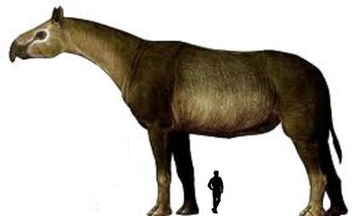 Indricotherium