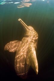 1011081003 delfinrosado2.jpg