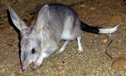 C bilbies at night 5