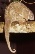 Pseudochirops-archeri.green-ringtail-possum.pseuarc2-il