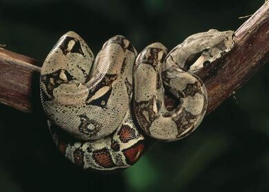 Boa-constrictor