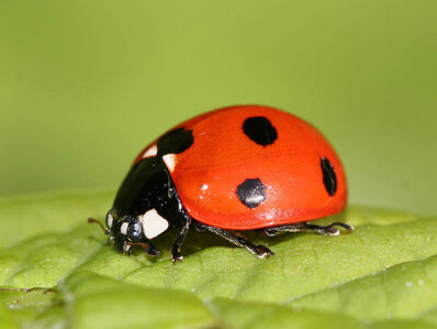 Coccinella septempunctata2