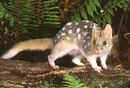 Quoll eastern