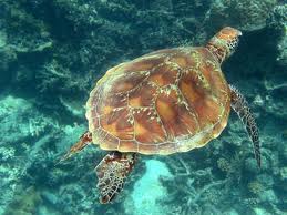 Natator Depressus
