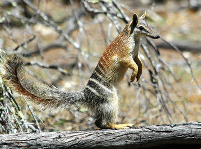 Numbat1
