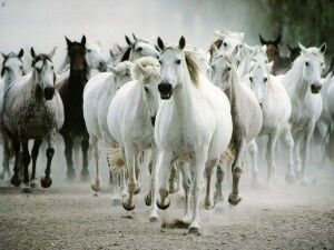 Tropilla-de-caballos-300x225.jpg