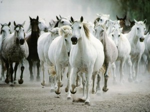 Tropilla-de-caballos-300x225