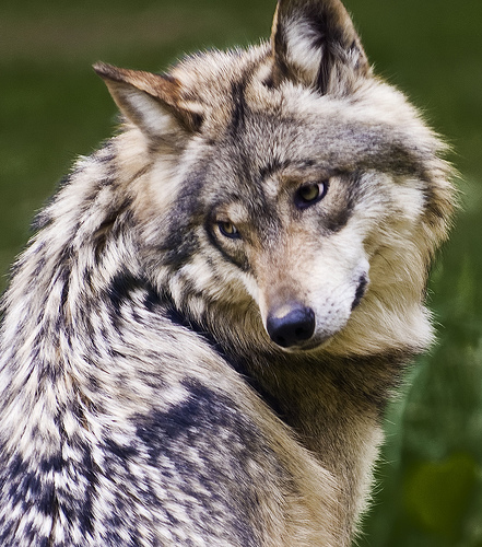 Lobo gris mexicano | Wiki ACAM | Fandom