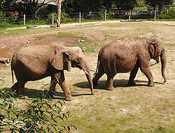 250px-Elephant.pair.750pix.jpg