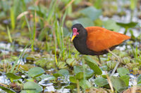 Jacana 2