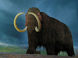 Mamut lanudo cropped.jpg