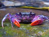 Nueva especie de cangrejo púrpura