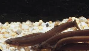 Pangio pangia Wiki ACAM Fandom