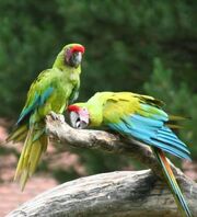 1601120136 guacamayo verde mayor thl.jpg