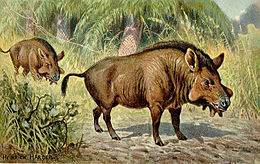 260px-Elotherium.jpg