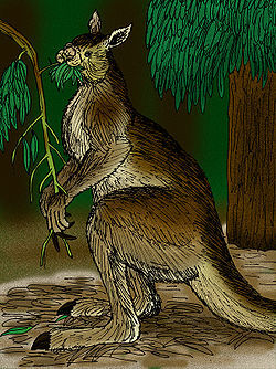 250px-Procoptodon goliah.jpg