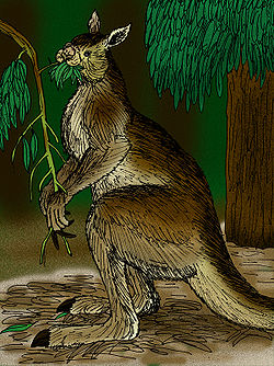 250px-Procoptodon goliah
