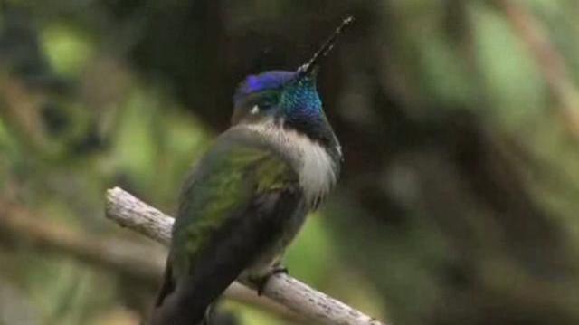 Marvelous_Spatuletail_(Loddigesia_mirabilis)