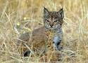 Lince iberico 2.png