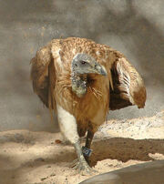0404090104 buitre picofino 4.jpg