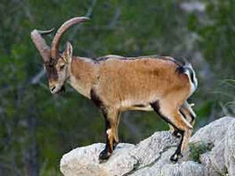Cabra pirineos