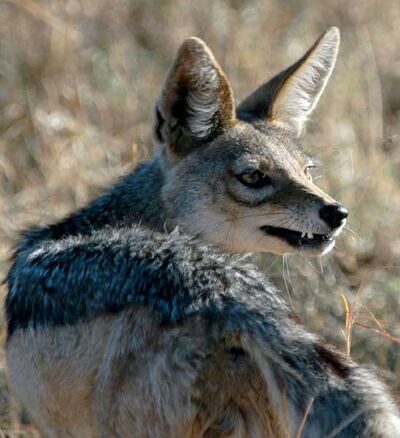 Chacal02.jpg