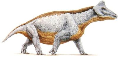 Styracocephalus