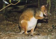 Male pademelon 1a