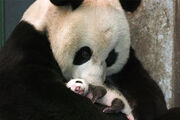 1908080110 panda3.jpg