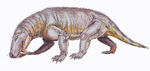 Broomicephalus