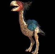 Gastornis 2