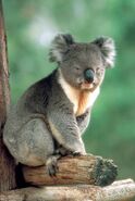 Koala-australia