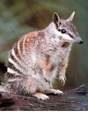 Numbat (4).jpg