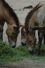 0311080212 caballoprzewalski3.jpg