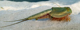 300px-Triops australiensis