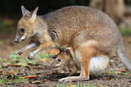 Pademelon