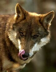 0309080120 lobo iberico.jpg