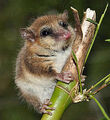 220px-Monito del Monte ps6.jpg